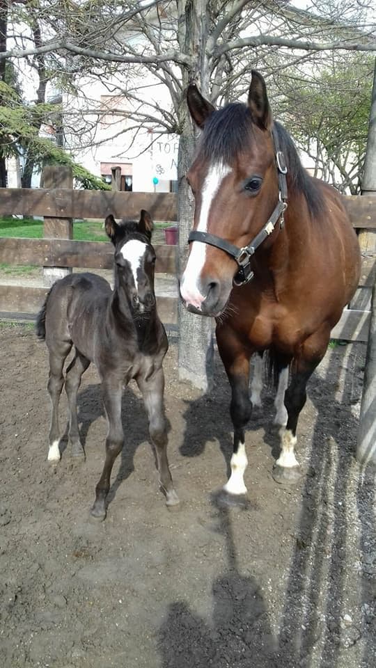 fattrici-quarter-horse