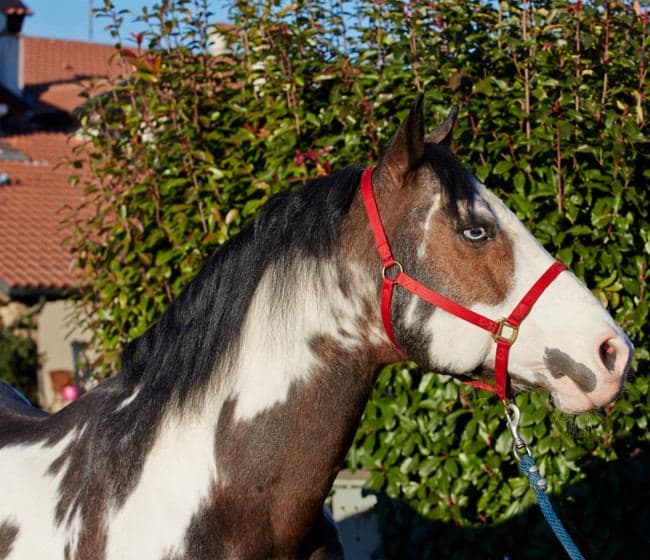 vendita cavalli Appaloosa