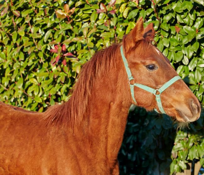 vendita cavalli Quarter Horse