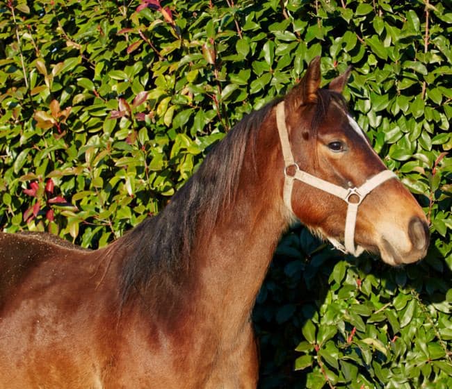 vendita cavalli Rossato Ranch