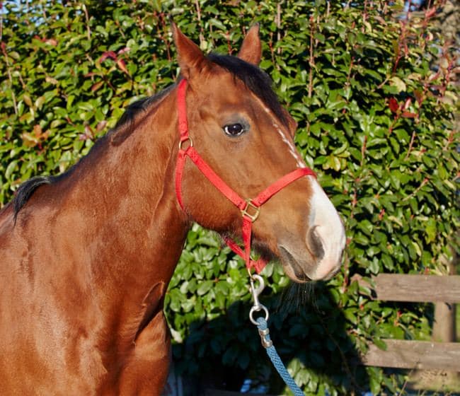 vendita cavalli vicenza